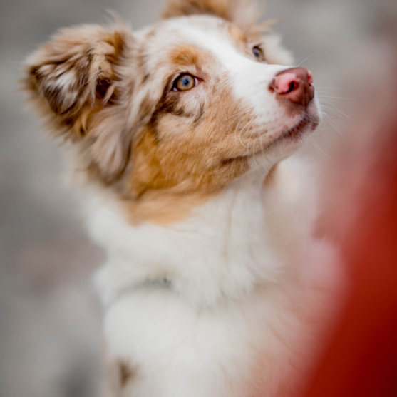 Mini Aussiedoodle Puppies For Sale - Puppy Love PR